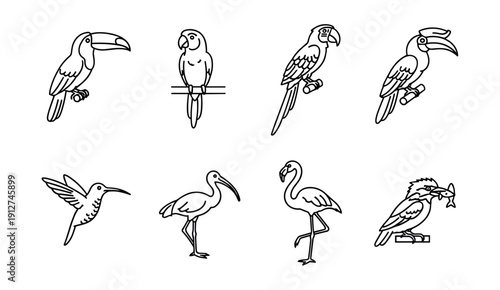 Bird Line Drawings Set