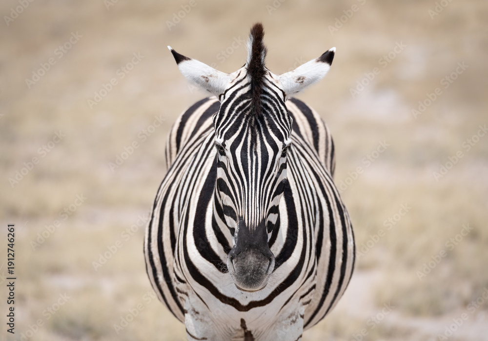 Naklejka premium A Plains Zebra in Etosha National Park, Namibia, Africa