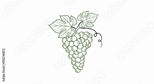 A sketched cluster of green grapes with swirling tendrils and leaves
