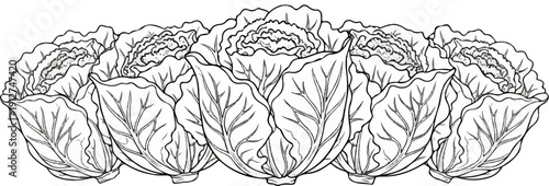A row of tightly packed, hand-drawn green cabbages with detailed leaf veins
