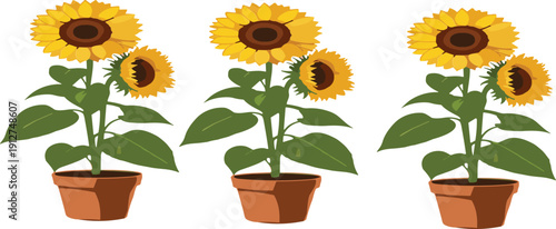 Potted Sunflower Plant Vector Illustration Set with Blooming Yellow Flowers and Green Leaves Isolated on White Background