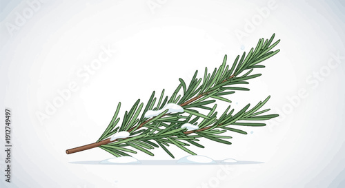 A sprig of rosemary with light snow scattered on its green needles
