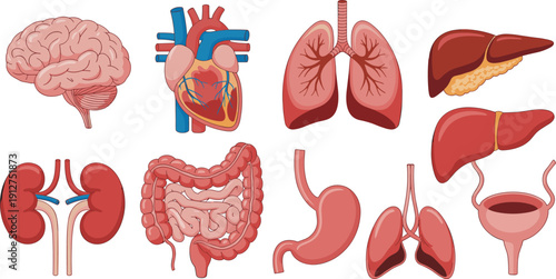 Human internal organs anatomy illustration set with brain, heart, lungs, liver, kidneys, stomach, intestines and bladder, medical healthcare concept isolated on white background.
