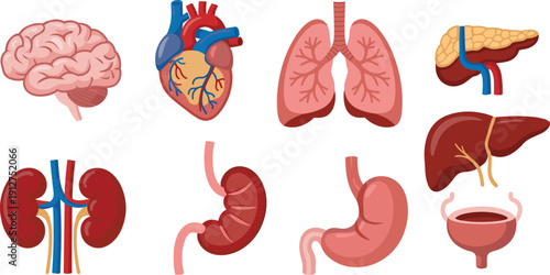Human internal organs medical illustration set with brain, heart, lungs, kidneys, stomach, liver and bladder, anatomy healthcare concept isolated on white background.