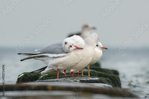 Lachmöwen auf den Buhnen in der Ostsee