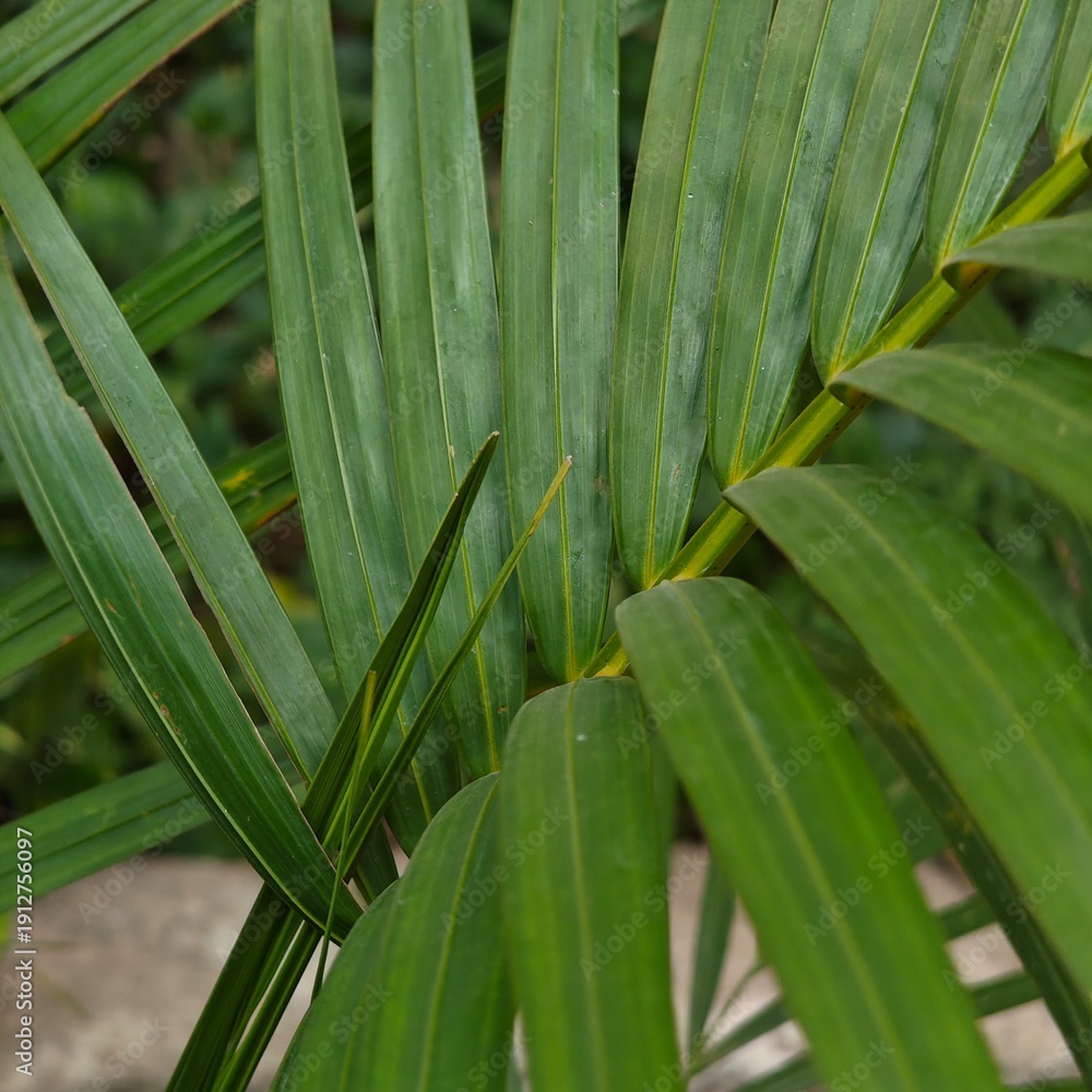 Fototapeta premium Close up of green leaves