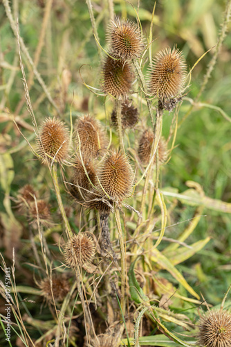 Dryed, spiny flower heads of wild teasel (Dipsacus fullonum). Common weed with decorative seedheads. Use in floristry. 