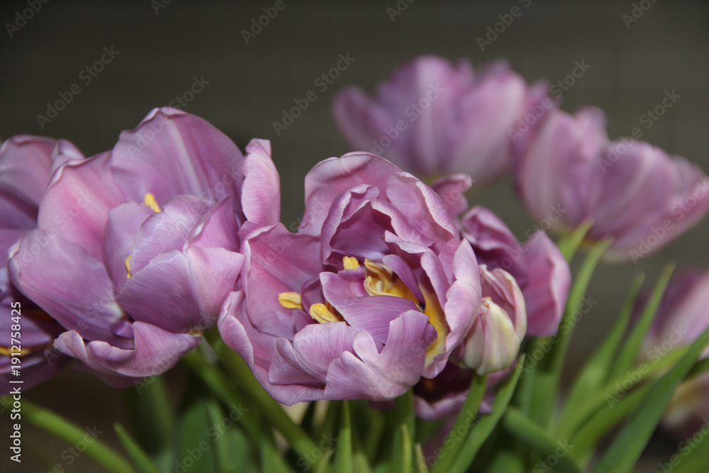 Obraz premium Close Up of Blooming Purple Tulips on Blurred Bokeh Background