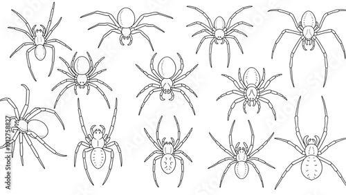 Black and white line art illustrations of various spider species shown in different crawling and resting positions.
