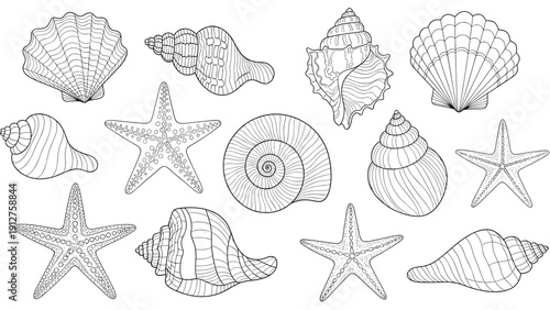 Detailed black and white line drawings of diverse seashells and starfish showcasing intricate natural textures and shapes.