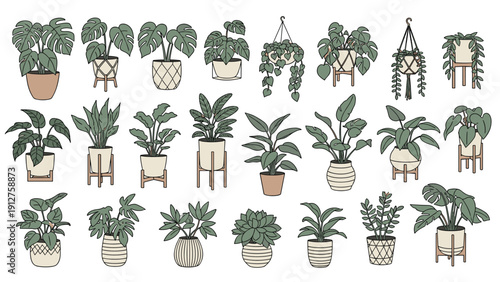 Collection of various house plants in decorative pots featuring monstera and snake plant for home gardening design projects.