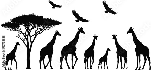Black silhouette of giraffe family with acacia tree and eagles flying isolated on white background for African safari nature wildlife adventure and zoo vector