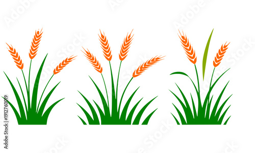 Three golden wheat grain stalks with green leaves illustration for organic farming, natural agriculture, harvest season, cereal crop and healthy food concepts
