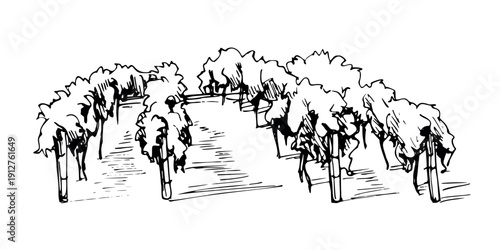 Vineyard scenery landscapes with rows of grapevines in perspective. Hand drawn ink vector illustration for travel brochures, tourism branding, food design, environmental projects, farmers market.