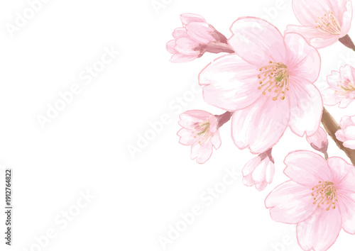Watercolor Cherry Blossom Illustration Isolated on White Background