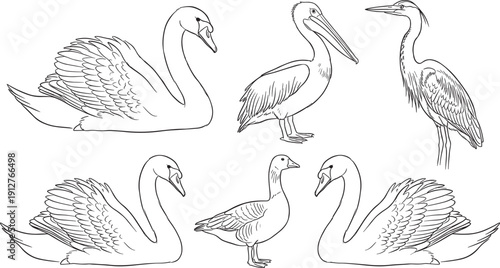 Water bird line art collection featuring swan pelican heron and goose detailed outline illustration set