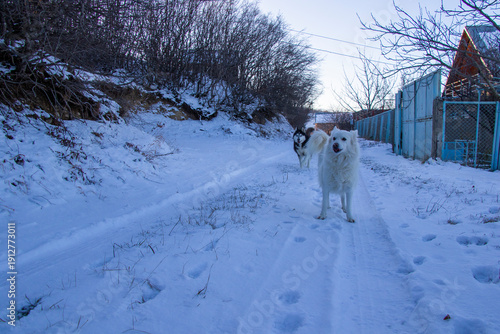 husky dog portrait in the snow