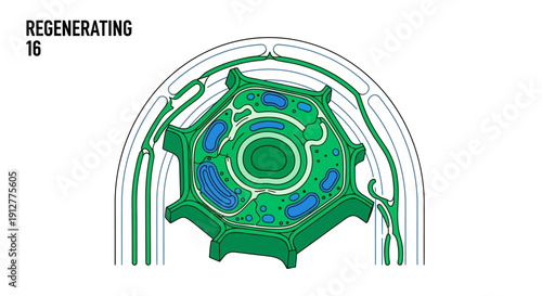 Regenerating Plant Cell Cross-Section Diagram. Scientific Illustration of Cellular Structure, Cell Wall, and Organelles during Growth.