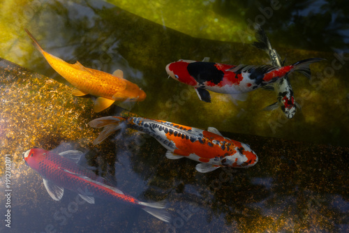Japanese carp swimming in a pond