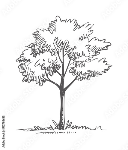 Simple black and of a deciduous tree with leafy crown and grass monochrome nature
