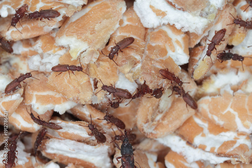 Sawtoothed grain beetles, Oryzaephilus surinamensis on cereal grains, wheat flakes. A pest of food supplies in the kitchen and pantry. 