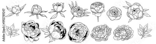 Peony sketch. Flower drawing. Hand drawn leaf, blossom. Botanic line graphic. Nature floral of ink. Vintage garden botany with buds and blooms illustration vector retro plant isolated bouquet elements