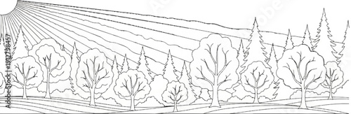 A sunlit forest scene with varied trees and rolling hills