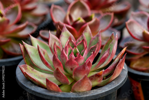 Wallpaper Mural A close-up of the leaves of Echeveria agavoides (Lipstick Echeveria) turning red. Torontodigital.ca