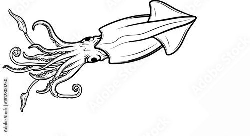 Artistic line drawing of a cephalopod with multiple tentacles and a pointed mantle
