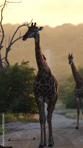Vertical video, giraffe approaching on the road at sunrise.