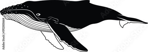 Whale illustration in a simple black and white style, depicted from a side viewpoint in a clear environment