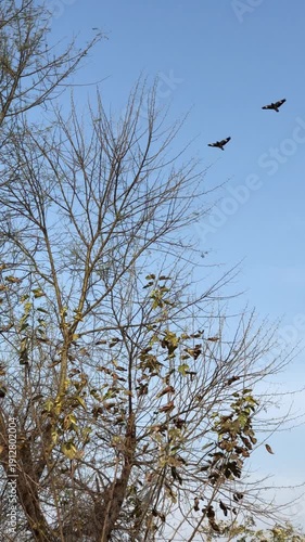 birds in the sky