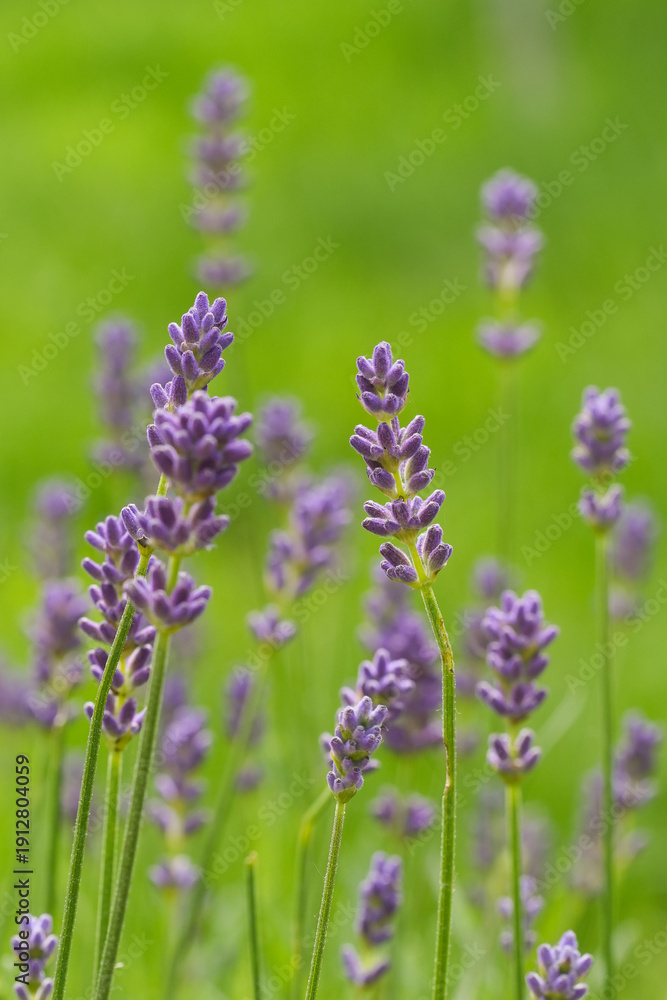 Obraz premium Purple Lavender Bloom in Vibrant Green Field, Close-Up View, Perfect for Spring and Summer, Floral Beauty, Nature Scene