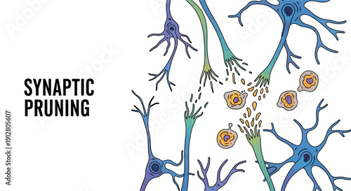 Synaptic pruning process illustration showing the elimination of extra neurons and synaptic connections in the brain for neural efficiency.