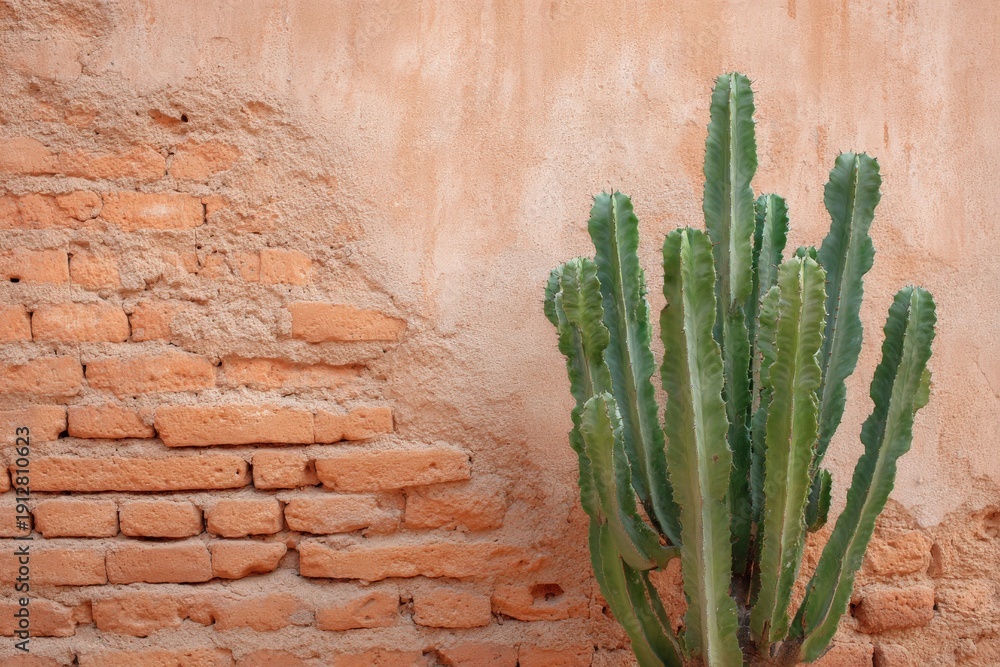Cactus against weathered brick wall in outdoor desert setting