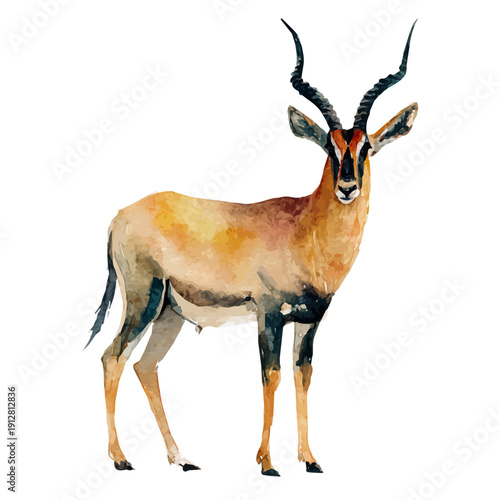 Antelope, watercolor drawing vector, isolated on a white background.