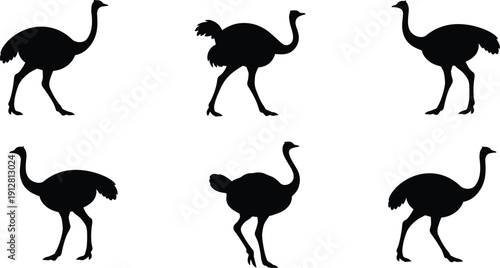Silhouette collection of ostriches in varied postures, standing, walking, running, bending neck, tail feathers, educational pattern recognition illustration