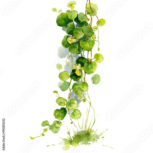 watercolor of Creeping Jenny, vector, isolated on a white background.