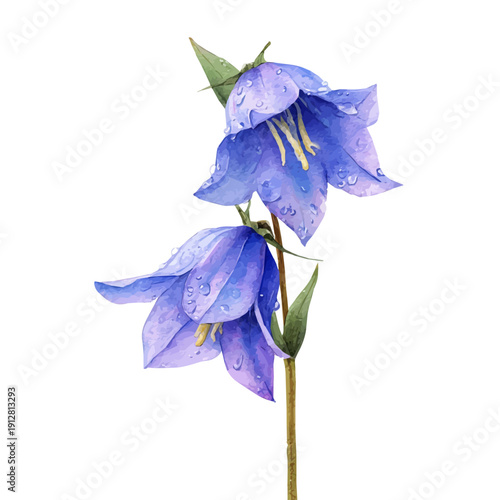 Bluebell, watercolor drawing vector, isolated on a white background.