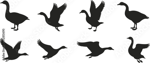 Silhouettes of geese in flight and standing positions, black bird shapes showing diverse wing movements and natural posturesSilhouettes of geese in flight and standing positions 