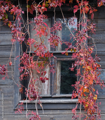 Virginia Creeper and Old Window
