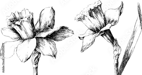 Vintage engraved daffodil flower and trumpet set for botanical design and decoration