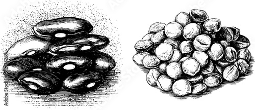 Vintage hand drawn engraving set of dried beans and lentils for culinary labels and design