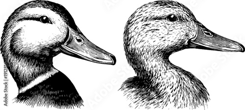 Vintage engraved duck heads and body sketch for design and decoration