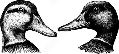 Engraved illustrations of duck heads and full duck for vintage design