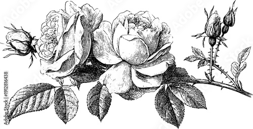 Elegant vintage engraving of garden roses with buds and thorns for design