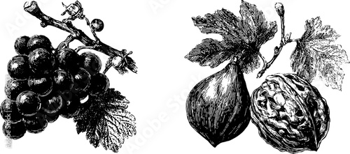 Vintage engraved illustration set of grapes, fig, and walnut for art and design