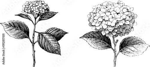 Elegant hydrangea blooms and leaves in vintage engraved style for botanical design