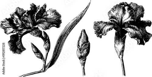 Vintage set of engraved iris blossom, leaf, and bud illustration for botanical design
