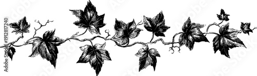 Vintage engraved ivy garland and leaves design for decoration and craft